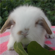兔兔，荷兰兔，长毛垂耳兔，侏儒兔，安哥拉兔兔-厂家直批，特价