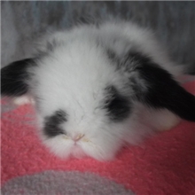 荷兰垂耳兔，厂家批发，宠物兔，狮子兔，道奇兔特价批发