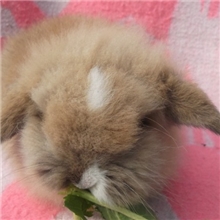 出售各种品种的荷兰兔已打疫苗健康的30天兔宝宝包客运