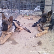 纯种黄脚黑背健康德国牧羊犬出售疫苗齐全纯种德国牧羊犬幼犬