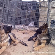 优良美丽宠物狗牧羊犬