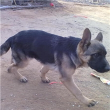 德牧种公|德牧种母|德牧幼犬|黑德牧|德牧俱..