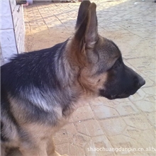 德国牧羊犬，狼狗