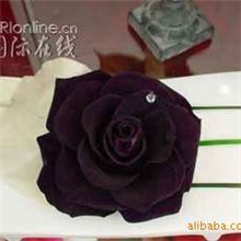 【基地直销】玫瑰种子***路易十四玫瑰**0.2/粒