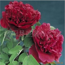 【基地直销】花卉苗木种子**牡丹花种子**烟龙紫0.2一粒