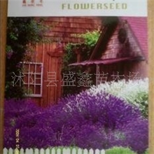 供应法国熏衣草种子(图)
