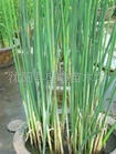 【基地直销】供应水生花卉***水葱(图)
