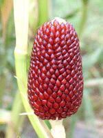 【基地直销】花卉**-种子系列**蔬菜系列**水果玉米