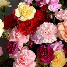 【基地直销】花卉种子**康乃馨种子**买10包送2包