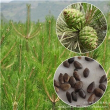 新采优质油松种子松树种子油松苗木种子提供种植技术