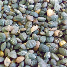 含笑乐昌含笑种子绿化苗木种子含笑花木种子园林绿化乔木树种