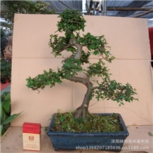 榆树盆景造形榆树盆景小型树桩盆景耐寒耐修剪带盆发货