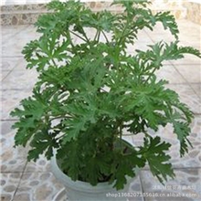 盆栽驱蚊草神奇驱蚊草盆栽驱蚊草大苗驱蚊草种子室内必备花草批发