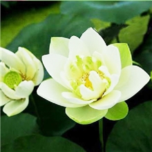 林信水生植物盆栽花卉荷花种子碗莲种子新北极星包发芽