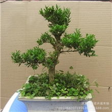 黄杨盆景珍珠黄杨黄杨树瓜子黄杨黄杨苗黄杨树盆景树桩实物