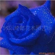 荷兰进口蓝色妖姬玫瑰苗玫瑰种子蓝玫瑰无货举报