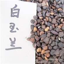 白玉兰广玉兰种子紫玉兰种子黄玉兰种子辛夷种子