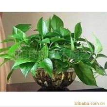 水培植物水培绿萝（中株）吸收甲醛高手