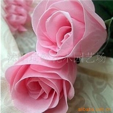 粉色玫瑰花粉玫瑰种苗玫瑰种子苗5元20粒