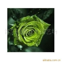 精品绿玫瑰种子月季类5元《20粒》无货举报