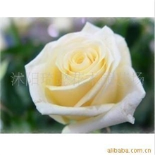 精品浪漫之花白玫瑰种子0.2元1粒
