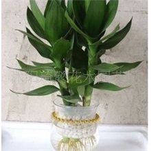 室内花卉水培竹子观音竹净化空气！