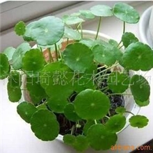 水培植物铜钱草本月特价0.5元一株买十送二