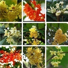 桂花苗/桂花树苗/金桂苗/丹桂苗/日香桂盆栽/四季桂批发3年苗