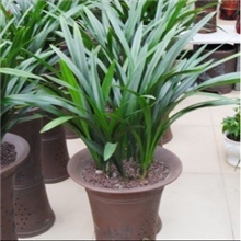 特价墨兰兰花盆栽墨兰苗高档盆花1株18元