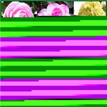 热卖茶花小苗十八学士茶花树茶花树苗茶花苗5株包邮送生根粉