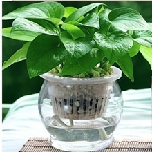 绿萝吊兰盆栽植物花卉可水培装修房办公室净化空气吸甲醛植物