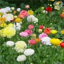花毛莨种子彩色袋装花卉种子花毛茛花种子20粒装