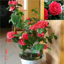 高档盆栽茶花苗【六角大红】世界名花茶花苗大苗小苗