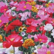 供应进口野花组合种子耐旱喜阳草坪花种子草花新种子优质种子