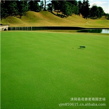 进口剪股颖草坪种子不修剪潘A-4四季长青草籽别墅庭院厂区专用