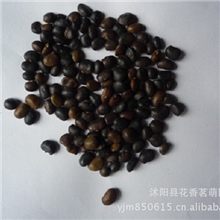 供应国槐种子500g国槐树净种子2013年新种乔木树种林木种子