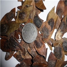 新黄花梨种子海南黄花梨种子降香黄檀种子保证出芽值得信赖