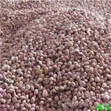 供应批发进口日本樱花种子优质绿化苗木樱花苗当年新采