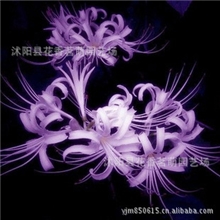 批发进口彼岸花种球石蒜种球曼珠沙华种子曼陀罗华种球颜色齐全