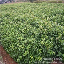 供应新采林木大叶香樟种子乌樟树桴树耐冻可以广泛种植