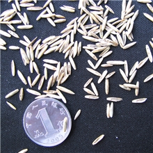 多花黑麦草-特高（小包装）农业部登记推广四倍体高产高蛋白牧草