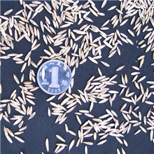 多年生黑麦草-雅晴叶量大再生性强使用区域广高产持久牧草种子