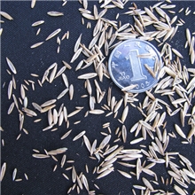 绿园5号-草坪组合品种绿化草皮卷农场当家抗旱耐热低养护