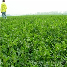 紫花苜蓿-赛迪系列高产耐酸耐铝耐贫瘠南方型牧草草种干草青贮
