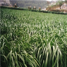 多花黑麦草-特高农业部登记推广四倍体高产高蛋白高营养