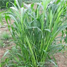 苏丹草-海狮褐色中脉低木质素高消化率种草养牛羊鹅鹿鱼兔