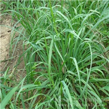 鸭茅-楷模耐阴高产高蛋白果园草刈割干草种草养猪兔牛羊牧草种子