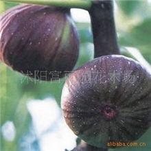特价无花果树苗木优良新品种玛斯义陶芬无花果苗当年可挂果大苗
