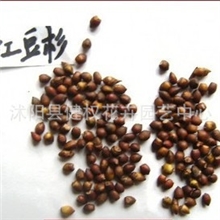 沙藏2年红豆杉种子，发芽率绝对可靠可以货到付款