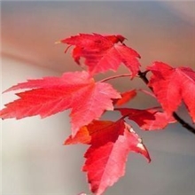 美国红枫种子进口品种，支持货到付款